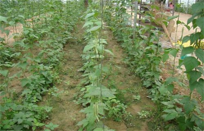 四季豆的种植时间和种植方法