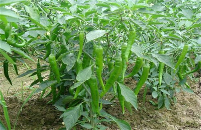 辣椒的种植方法和时间