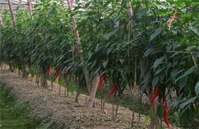 辣椒的种植方法和时间