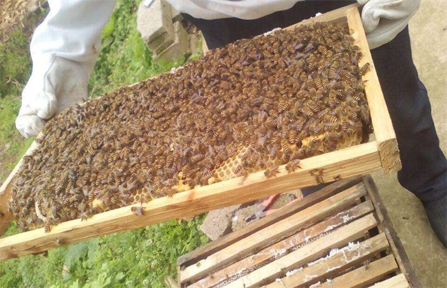 2018蜜蜂养殖前景和成本利润分析