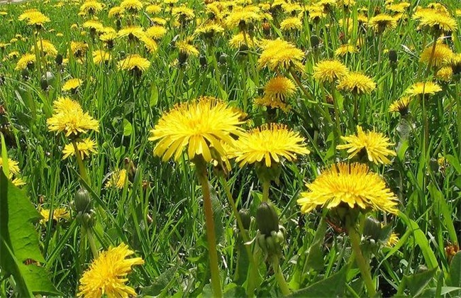  2018种植蒲公英赚钱吗 
