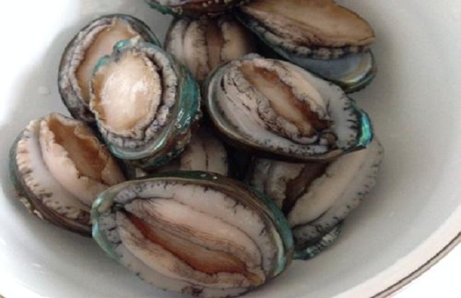 鲍鱼1