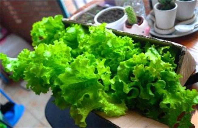 生菜种植方法和种植时间