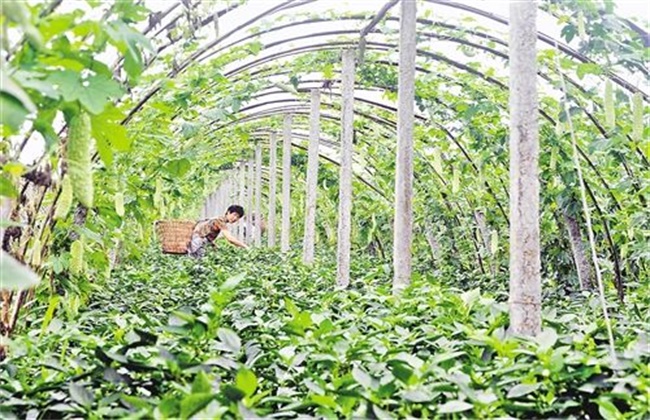 苦瓜的种植方法和时间