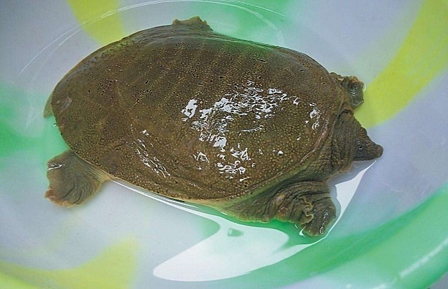 甲鱼