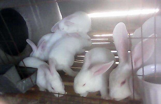 幼兔