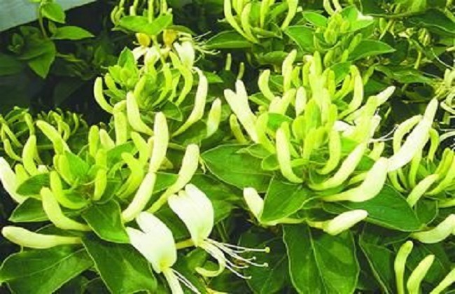 2019-2020年种植什么比较赚钱
