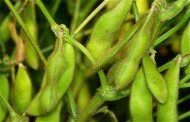 毛豆的种植时间和方法