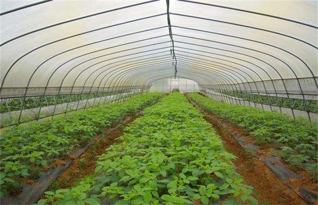 毛豆的种植时间和方法