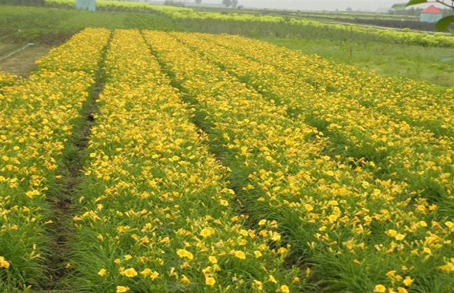 黄花菜