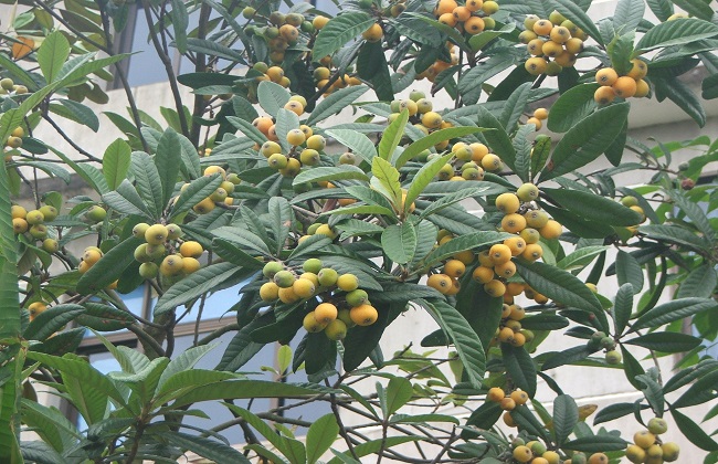 枇杷