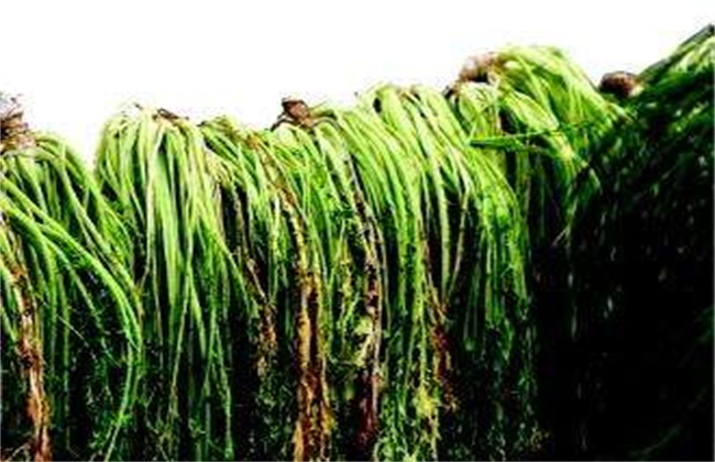 雪菜的种植时间和方法