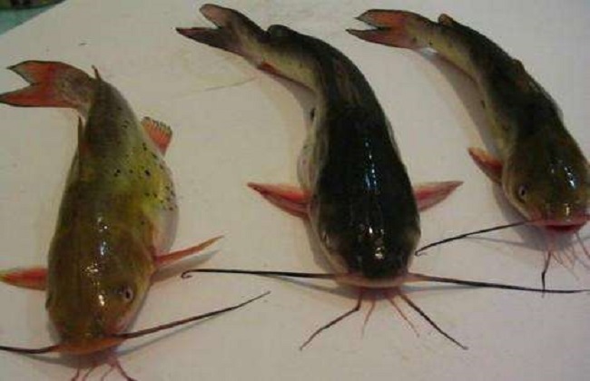 鲶鱼