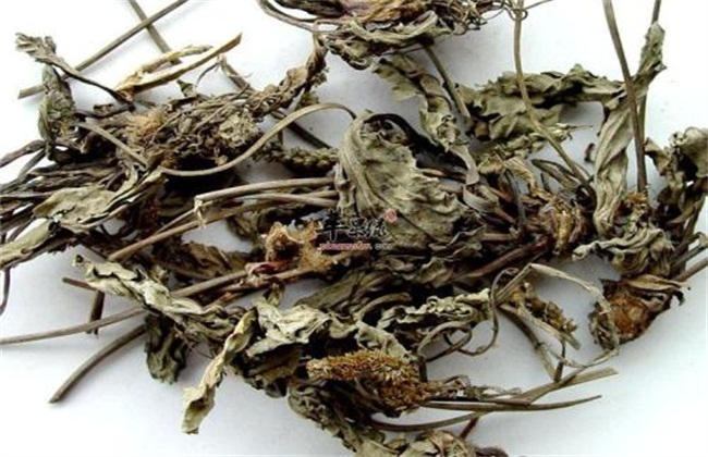 车前草种植经济效益