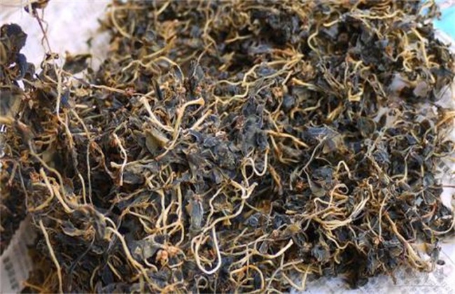 马齿苋2