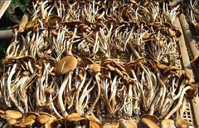 茶树菇