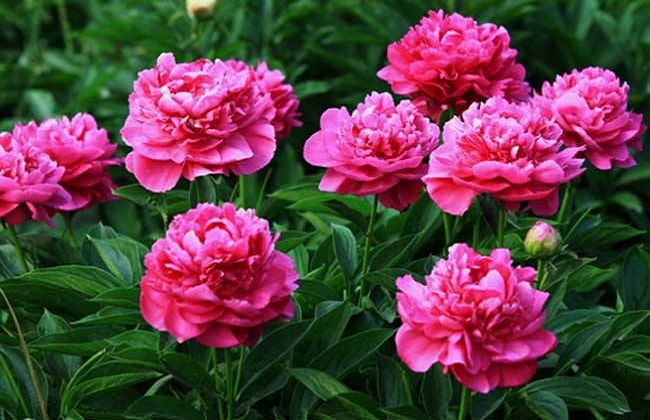 2018种植什么花比较赚钱