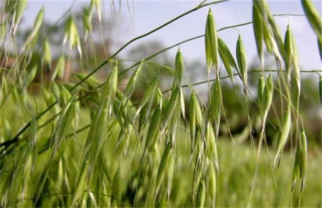 燕麦的种植方法