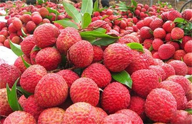 荔枝 病虫害 防治