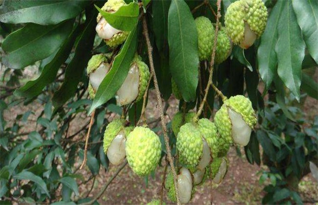 荔枝 裂果 方法