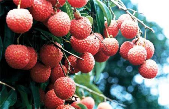 荔枝 裂果 方法