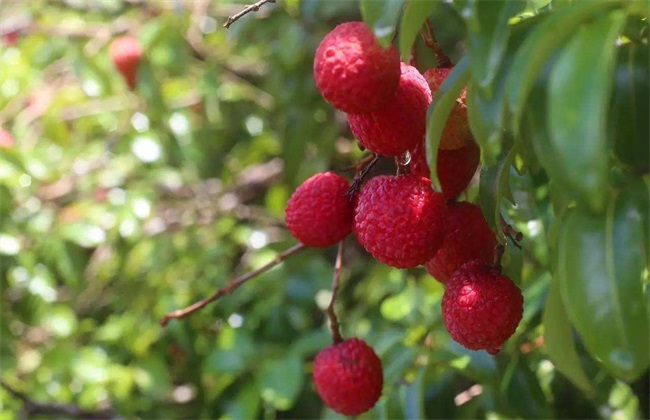 荔枝 裂果 方法