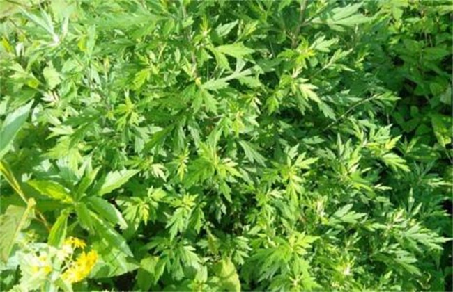 艾草12