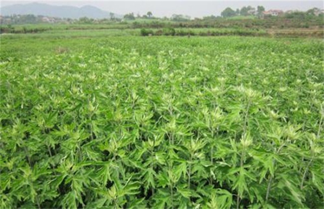 艾草3