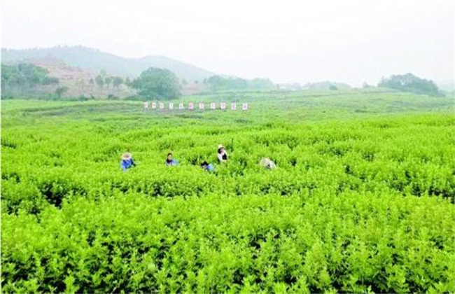 艾草5