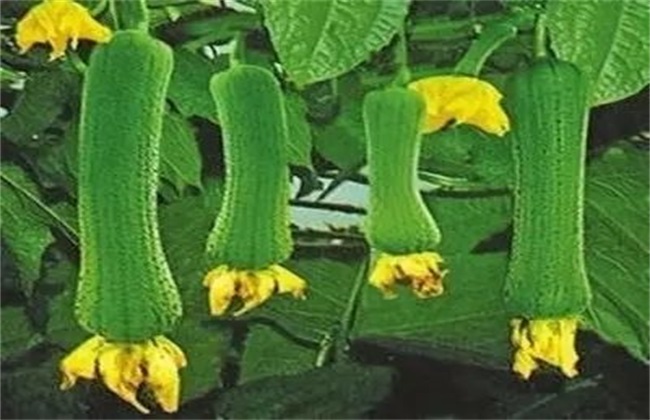 丝瓜 种植 方法