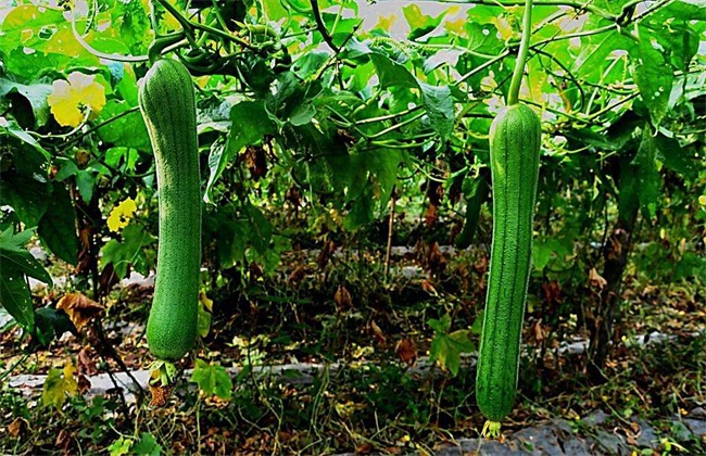 丝瓜 种植 方法