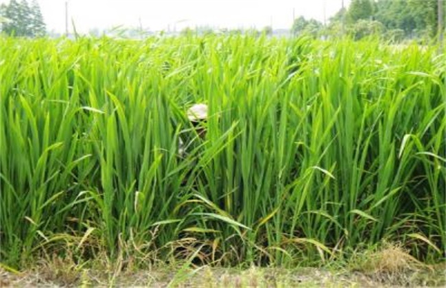 茭白的常见病虫害防治方法
