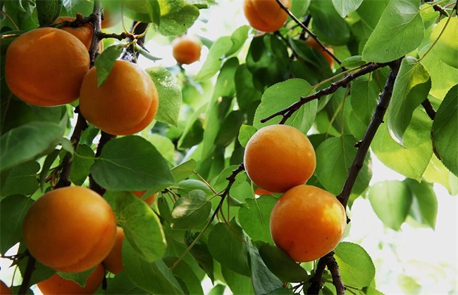 湖南适合种植什么水果