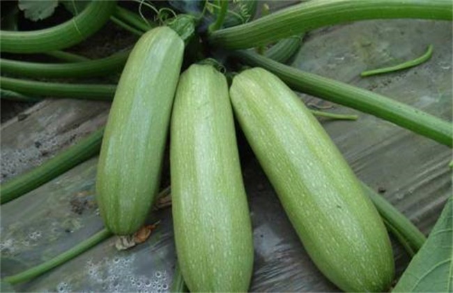 西葫芦种植时间和方法