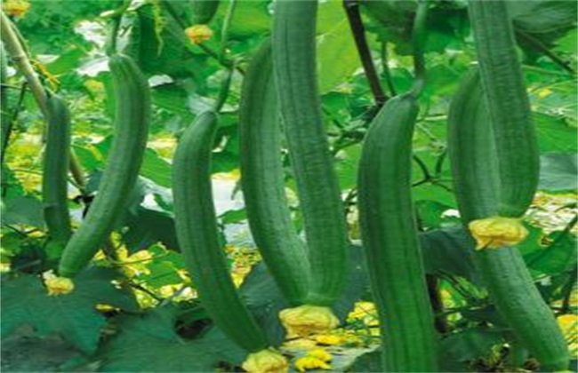 丝瓜 种植 方法