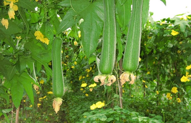 丝瓜 种植 方法