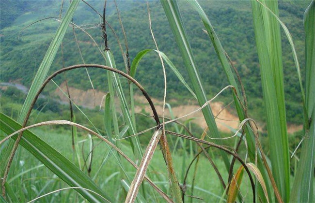 甘蔗常见病虫害的防治方法
