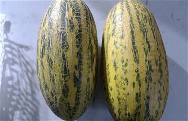 哈密瓜 品种 常见
