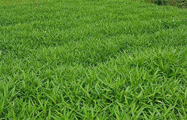 空心菜 病害 防治