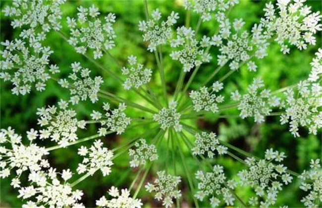 白芷市场价格多少钱一斤