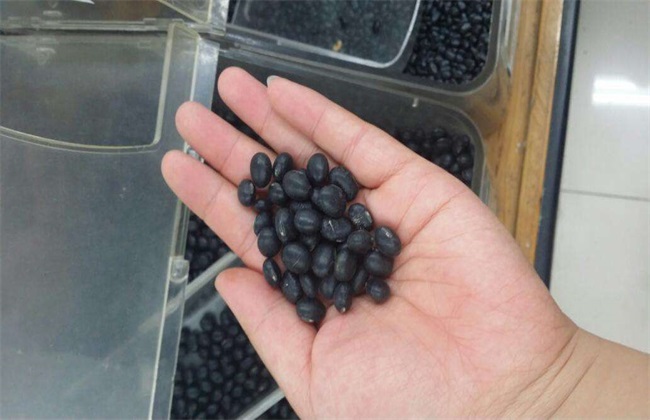 黑豆 注意事项 种植