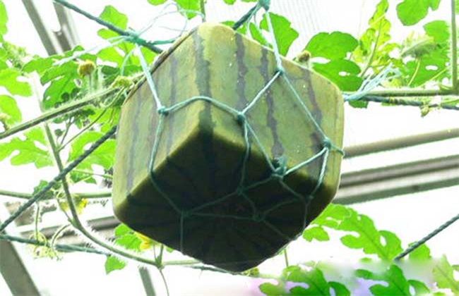 方形西瓜 方法 种植