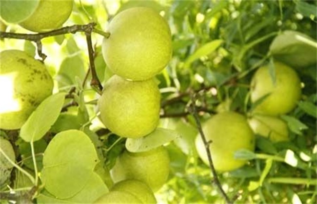 梨树 方法 花多果少