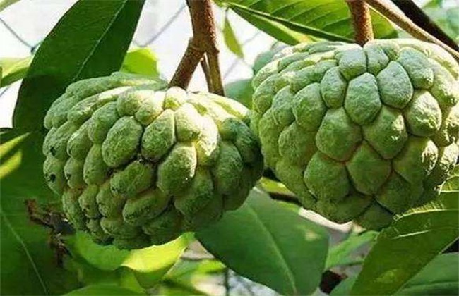 释迦果的种植前景如何