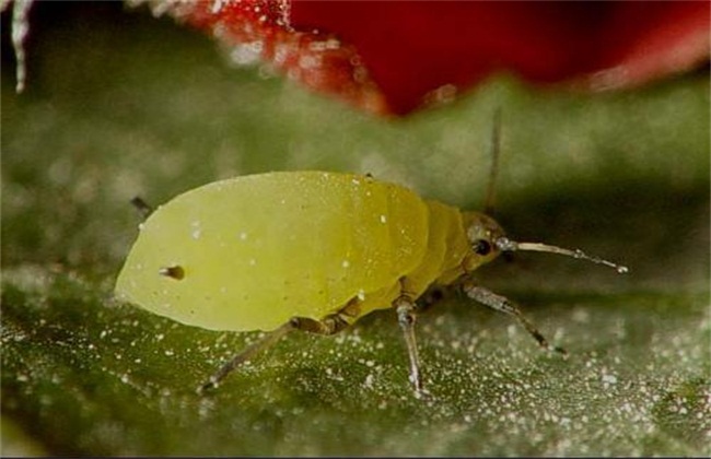 蚜虫等寄生虫