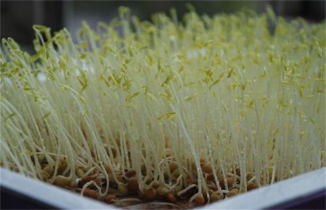豆芽5