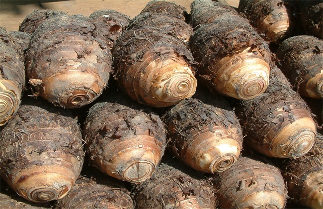 芋头 方法 种植