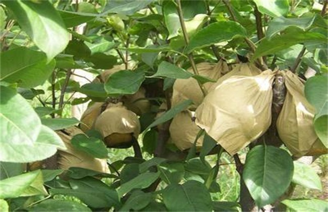 套袋 注意事项 苹果