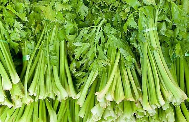 芹菜 方法 死苗