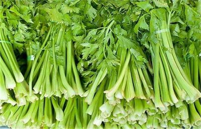 芹菜 方法 死苗